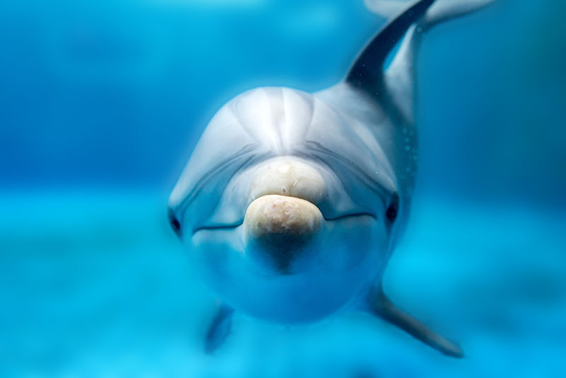 海豚微笑眼睛特写肖像