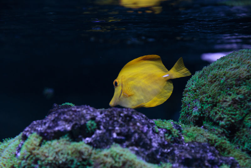 黄斑马鱼缸
