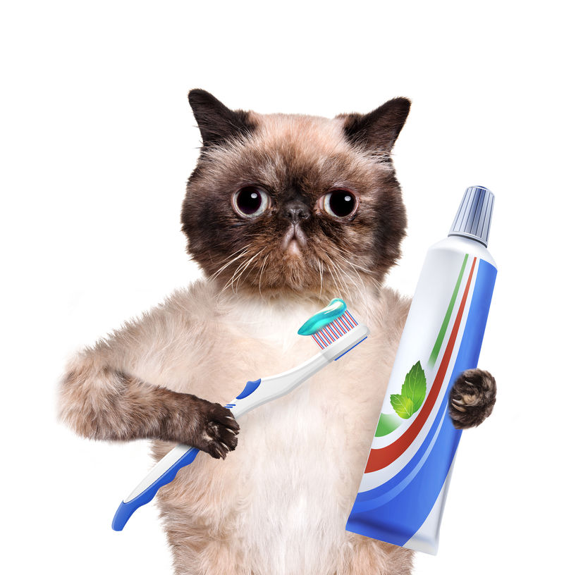 刷牙猫。