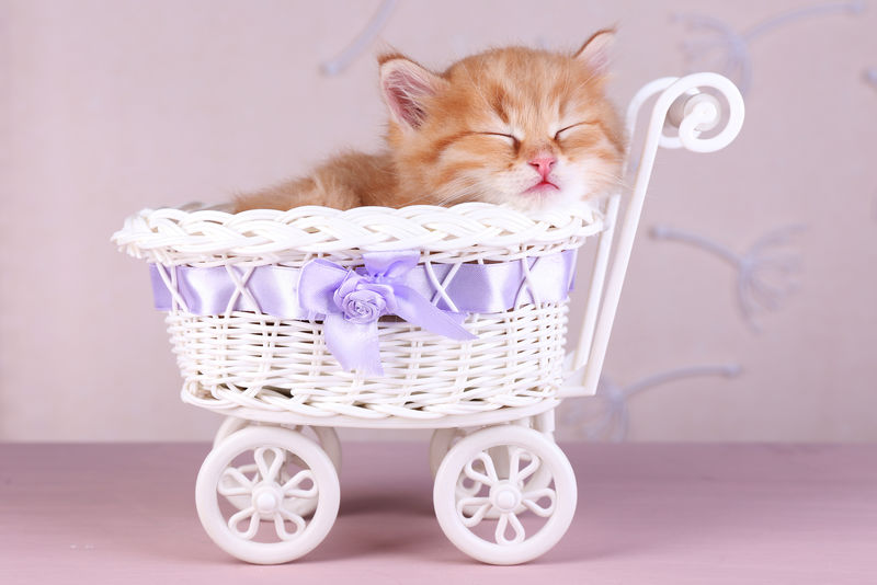 可爱的小红猫睡在装饰篮里，
