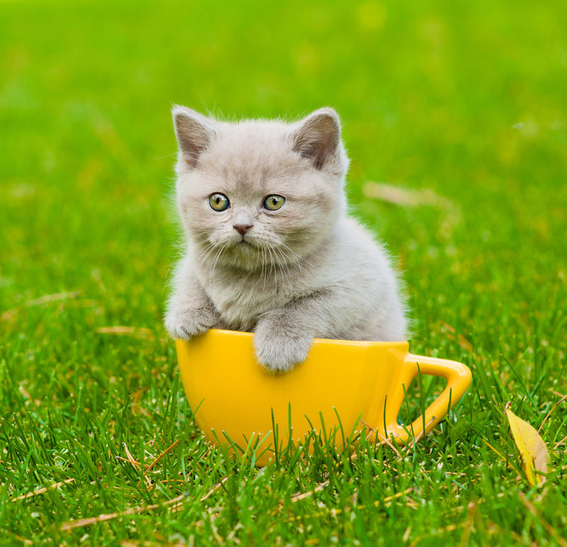 绿草地上的大杯小猫