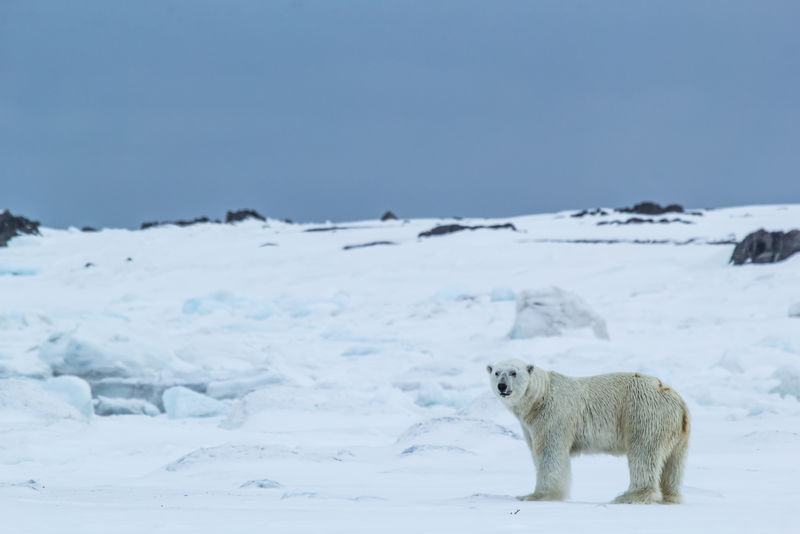斯匹次卑尔根的北极之春-峡湾角日落地区的北极熊