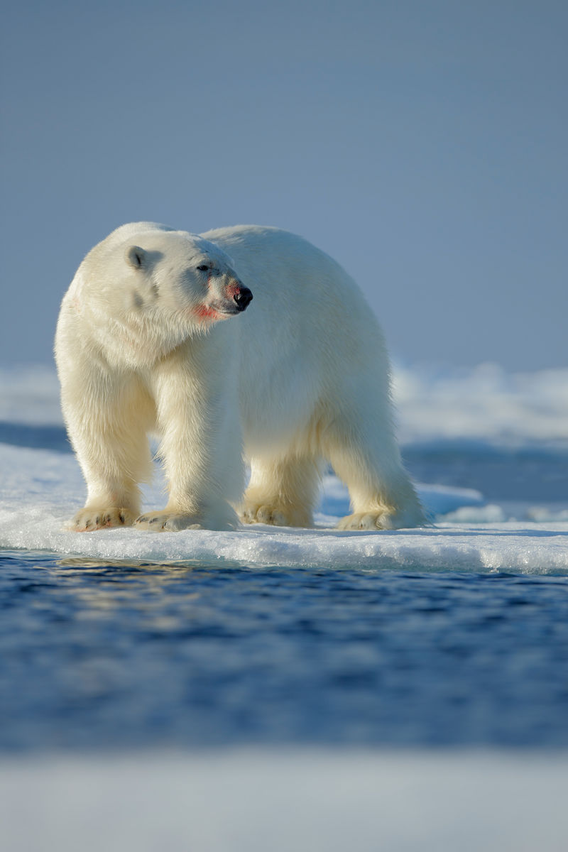 浮冰上的大北极熊