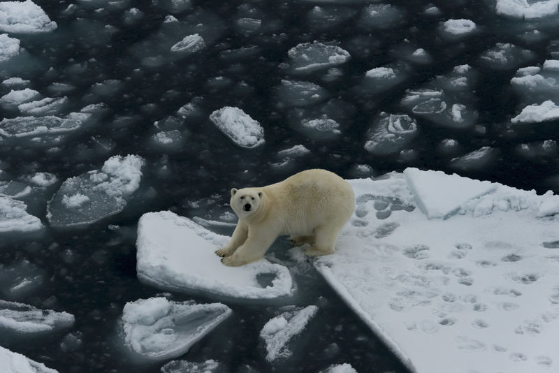 北极熊在冰上的风景-挪威-欧洲