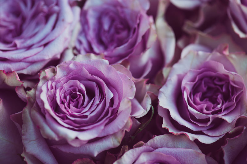紫色玫瑰花束复古背景，婚礼花束特写
