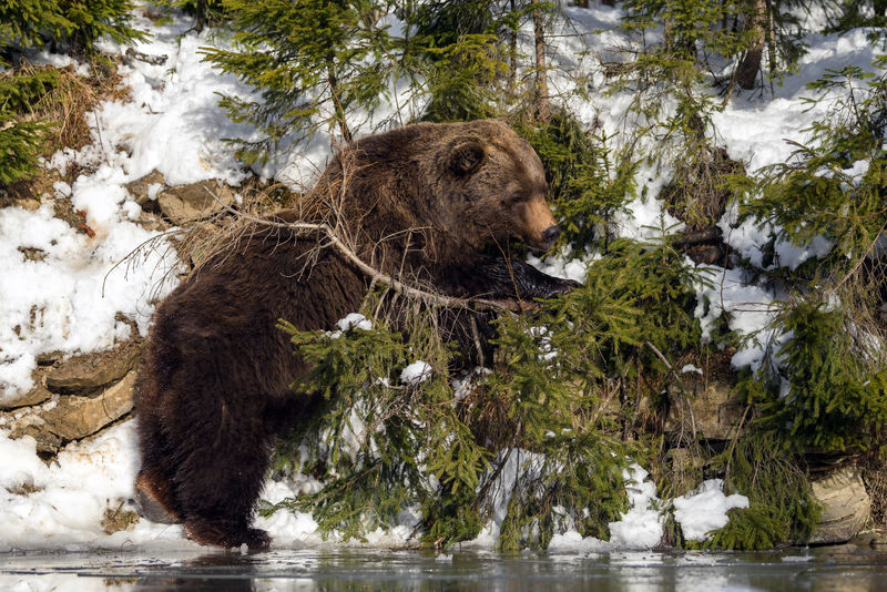 冬林野生棕熊
