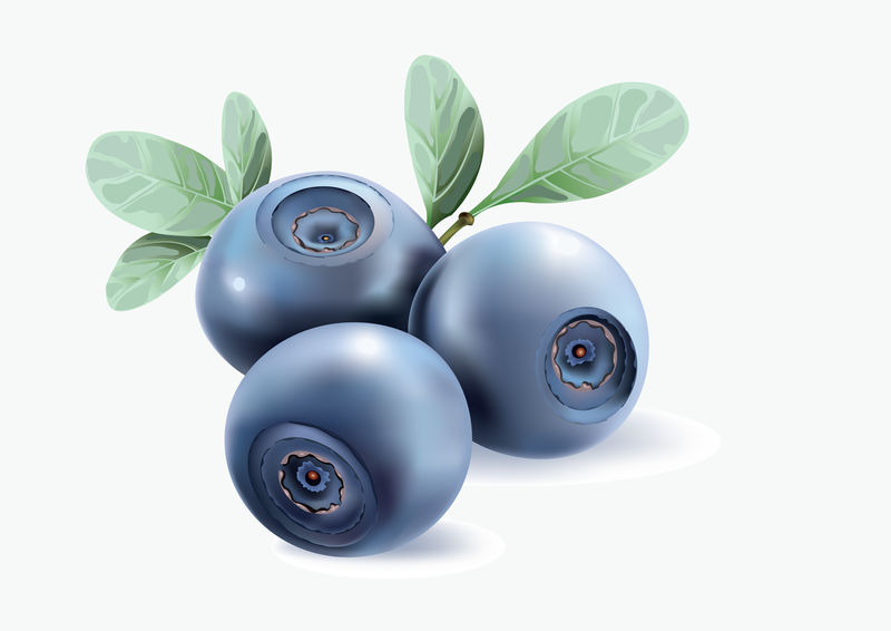 蓝莓-白色背景上的矢量逼真插图