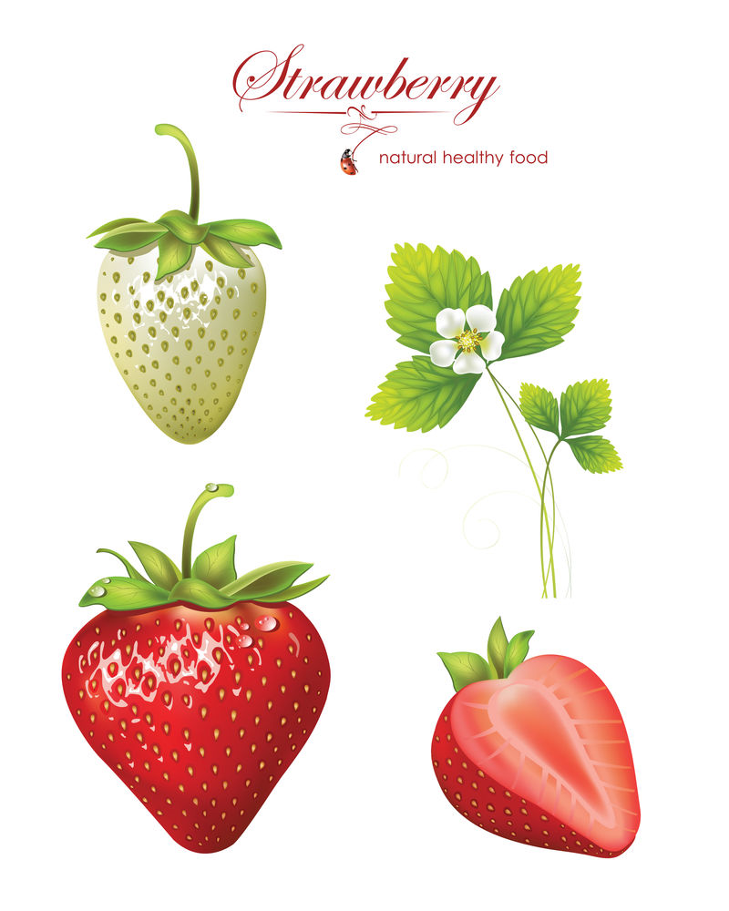 漂亮的草莓-真实感的矢量图示