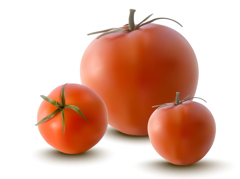红番茄的矢量图解