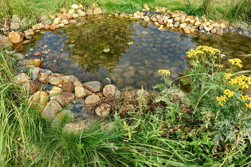 庭院里的装饰池塘