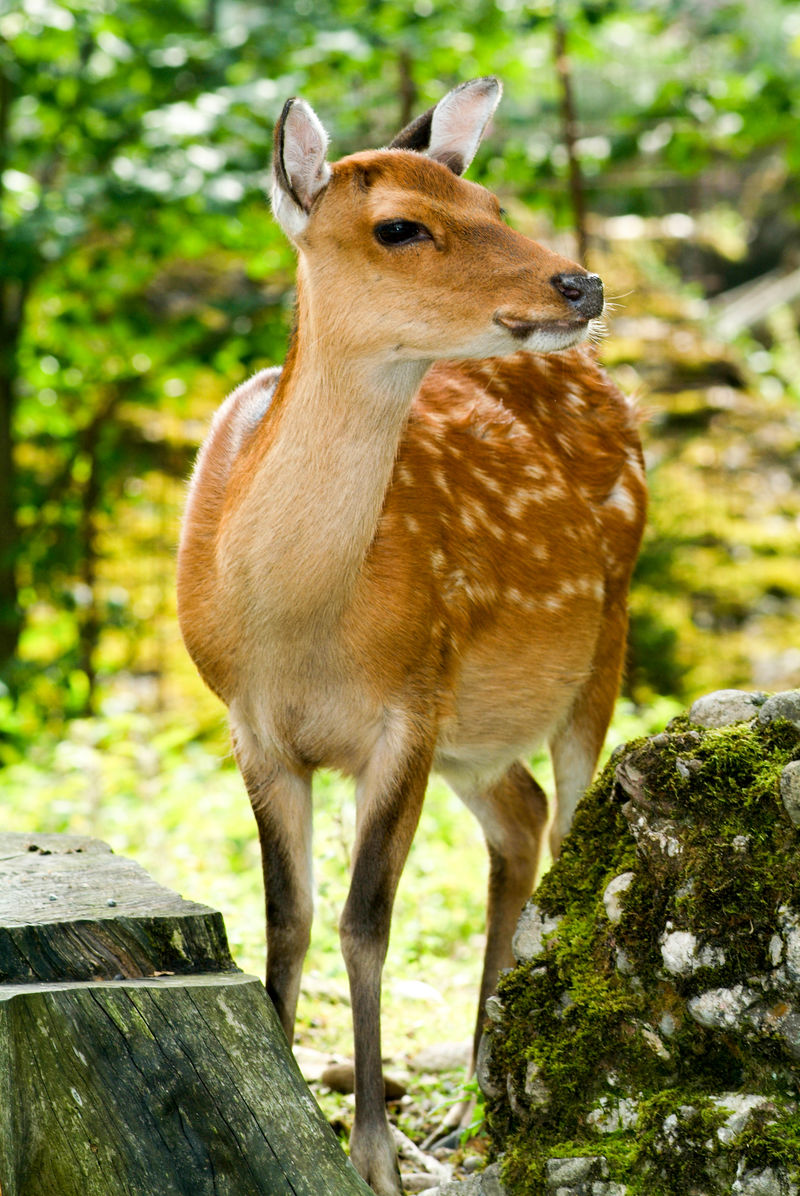 野生鹿