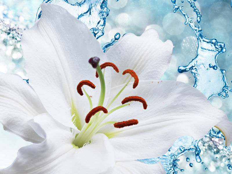 水溅背景下的Flower lily