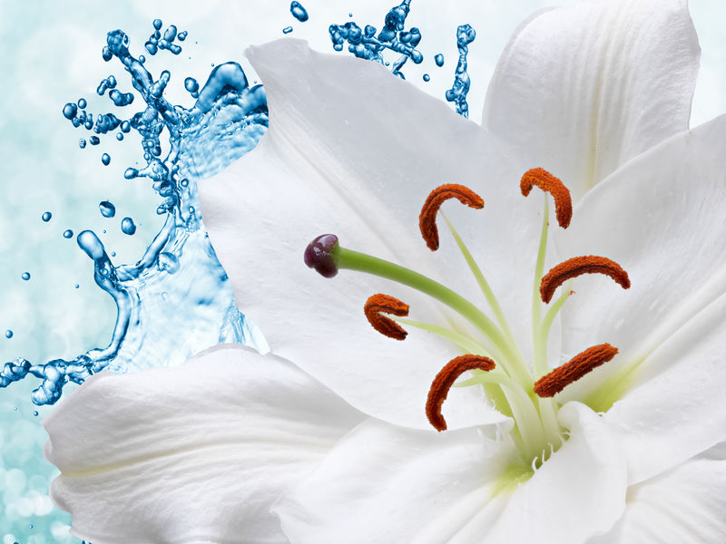 水溅背景下的Flower lily