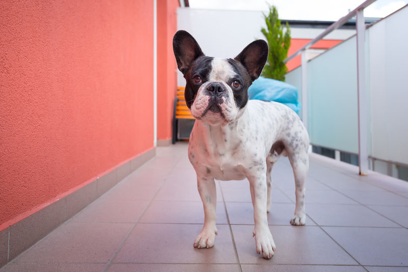 阳台上的法国斗牛犬