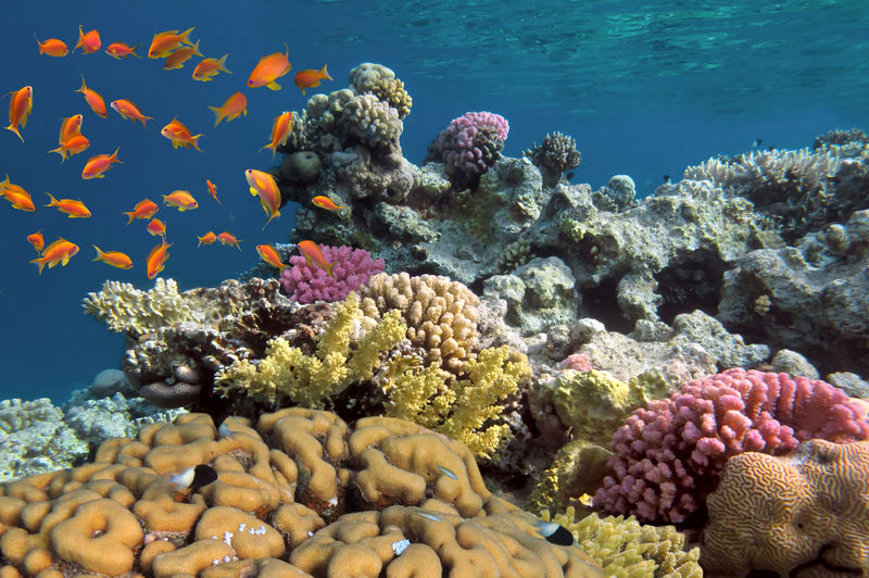 热带岛屿的海底世界