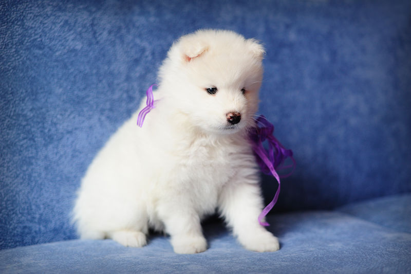 最可爱的带紫色丝带的萨莫耶德（或比基尔）小狗