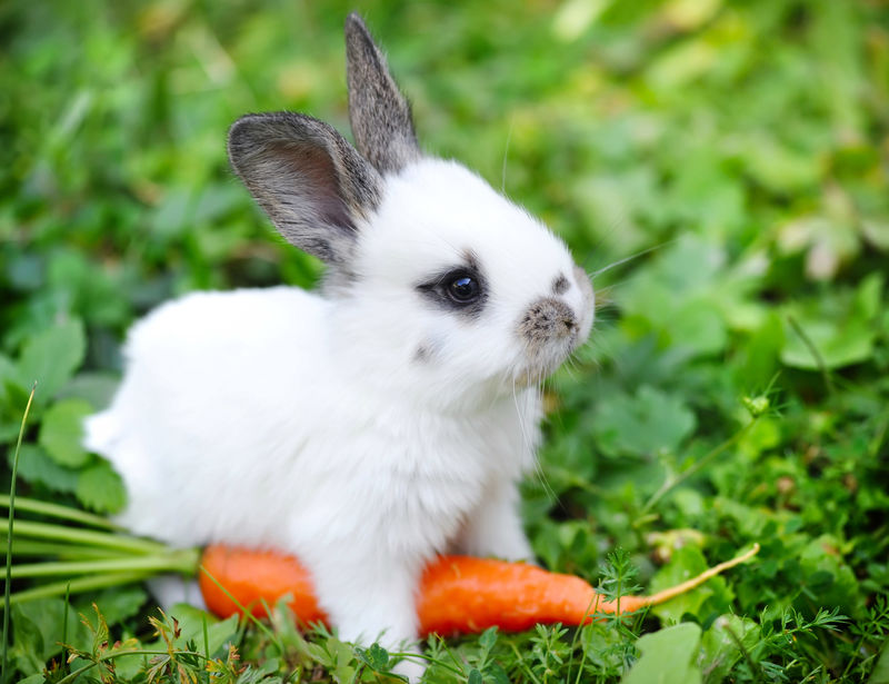 有趣的小白兔，草里有胡萝卜