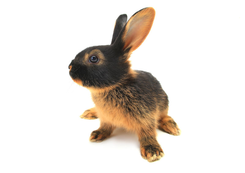 褐兔
