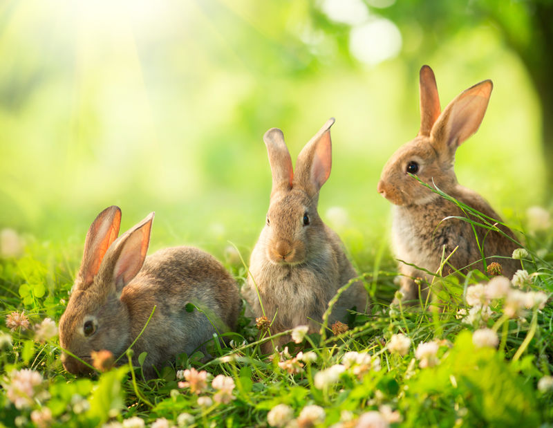 兔子。草地上可爱的复活节小兔子的艺术设计。