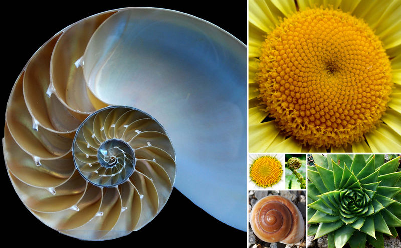 自然叶壳螺旋数学图案