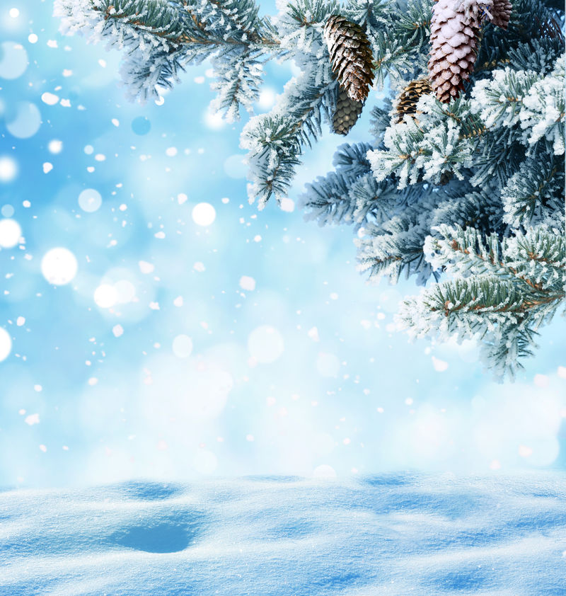 杉木树枝和圆锥的冬季圣诞背景