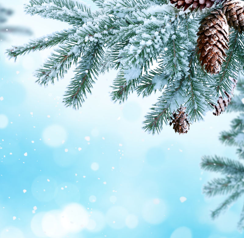 带圆锥形冷杉树枝的冬季圣诞节背景