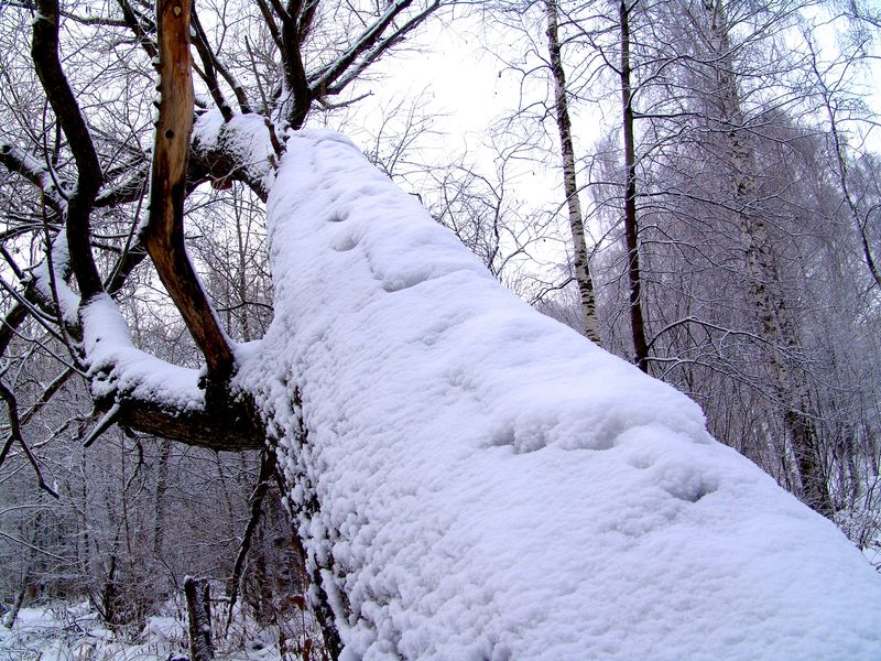 冬季景观