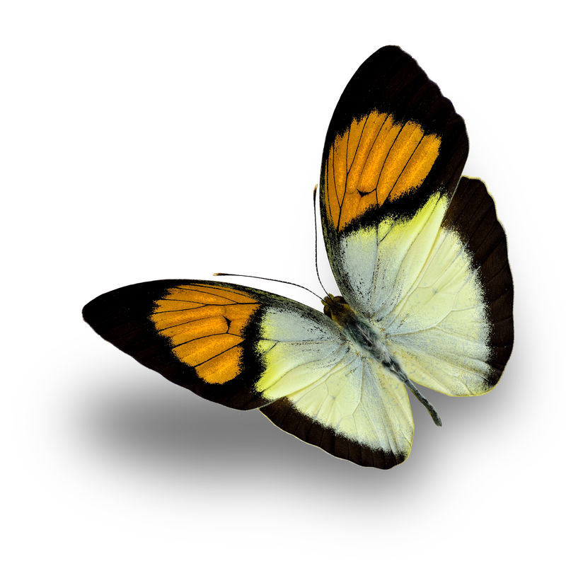 白色背景上的蝴蝶