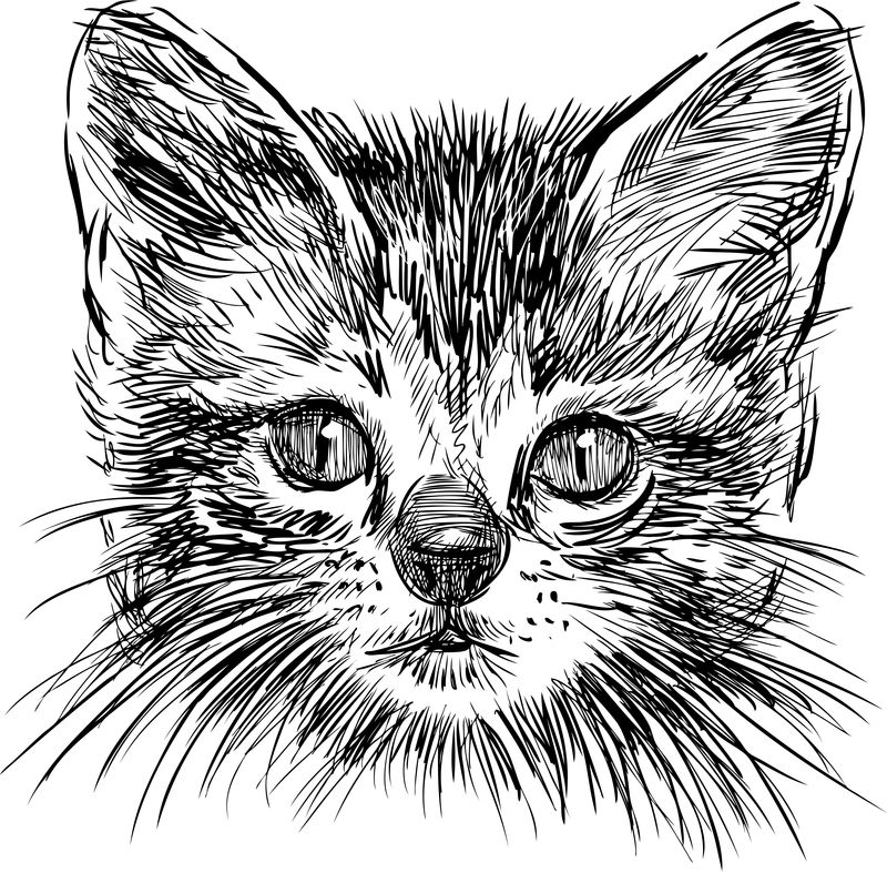 带着一只小猫