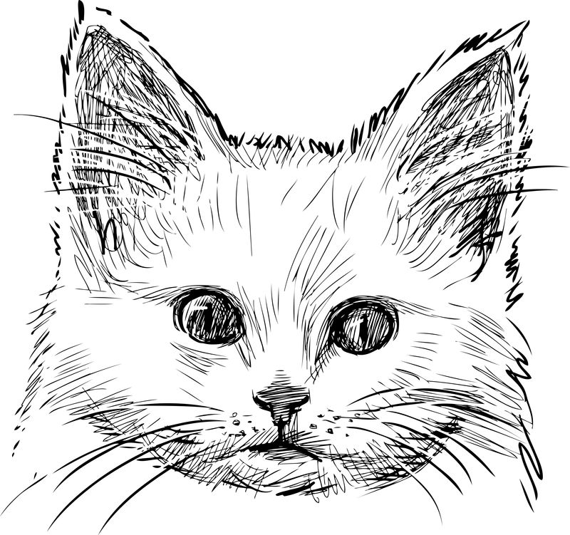 小猫素描