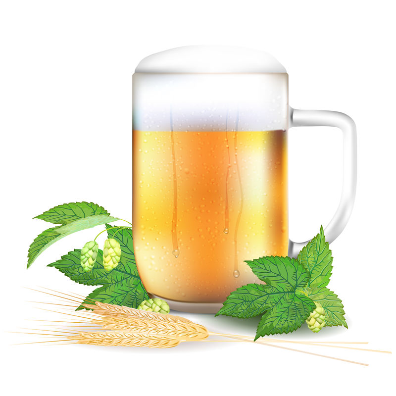一杯啤酒、啤酒花和大麦-白色背景下分离