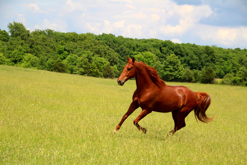 栗色的马在夏季牧场运行