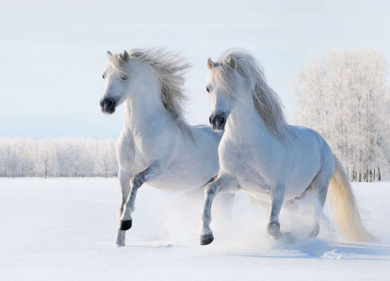两匹白马在雪地上奔驰