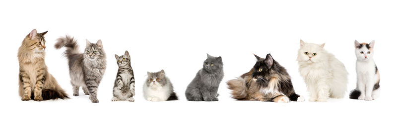 一组猫：挪威猫，西伯利亚猫和波斯猫
