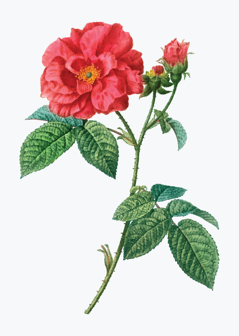法国玫瑰（罗莎加利卡）树条约插图