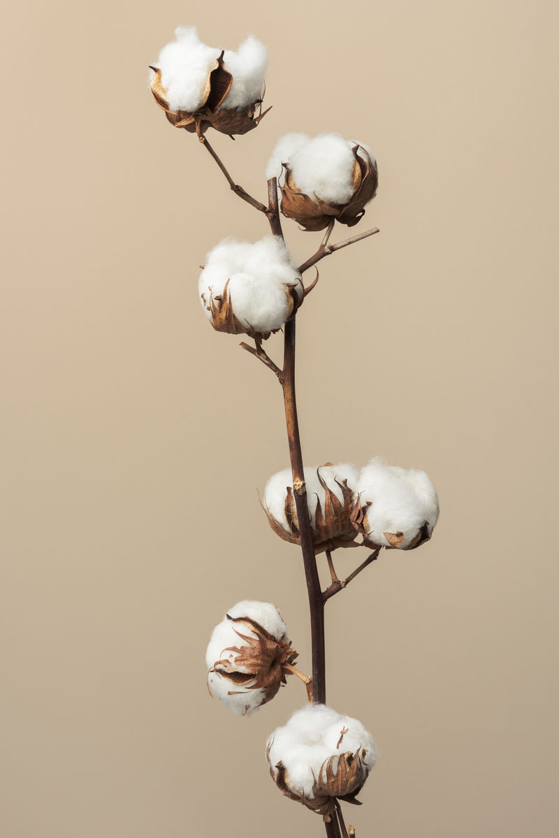 米黄色背景上的干蓬松的棉花花枝