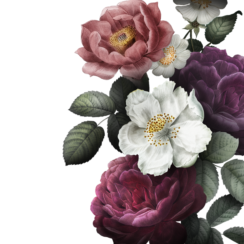 美丽的手绘彩色玫瑰透明png