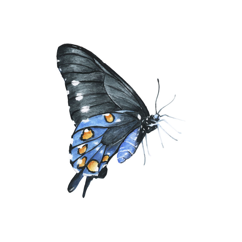 白色背景上孤立的手绘蝴蝶