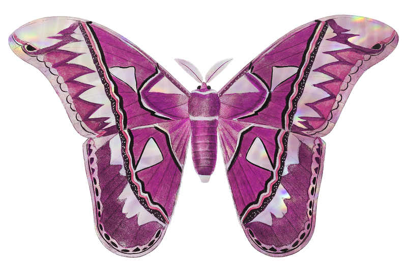 粉红色阿特拉斯飞蛾设计元素