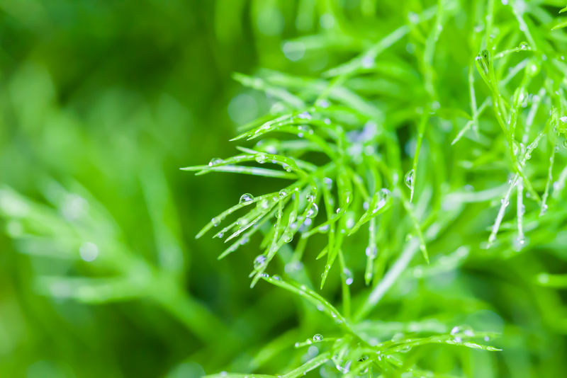 雨滴落在小植物上