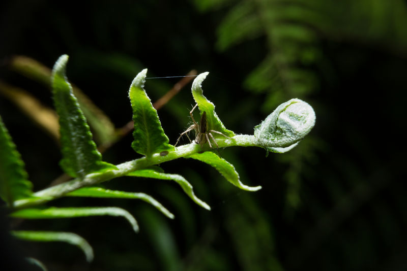 抓着蕨类植物的蜘蛛