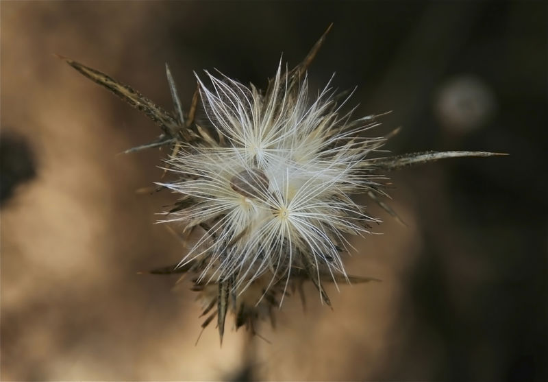 野生植物