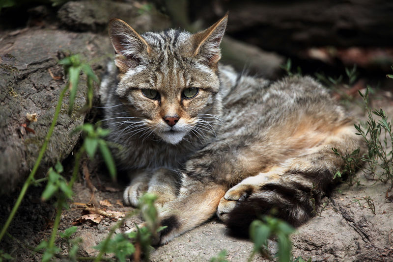 欧洲野猫