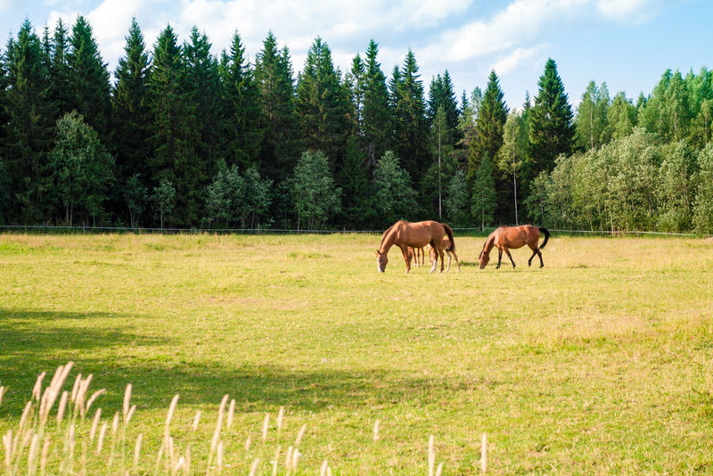 两只马在吃草