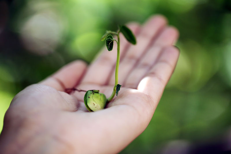 手持小植物