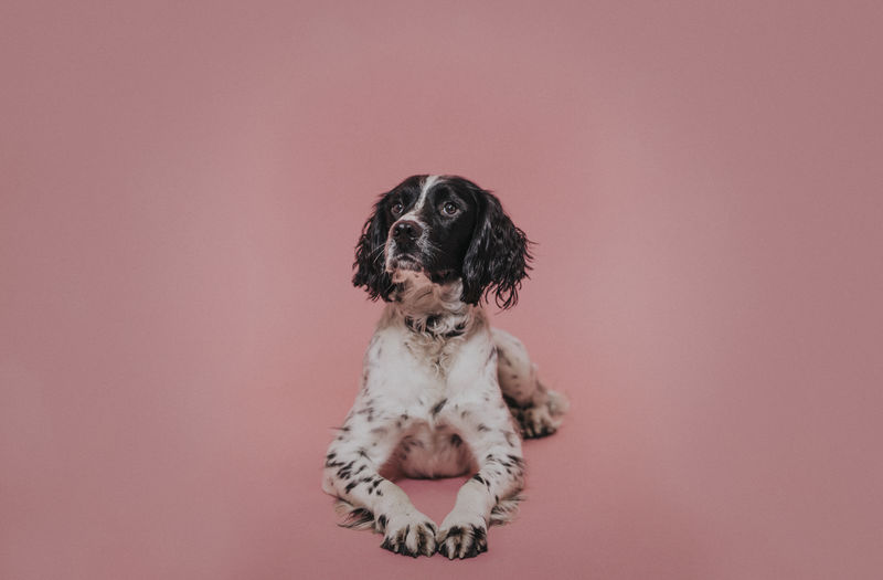 粉红色背景下工作室里的一只狗的肖像