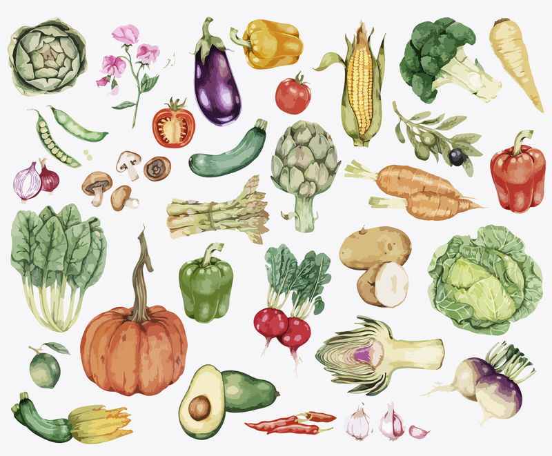 彩色蔬菜插图集