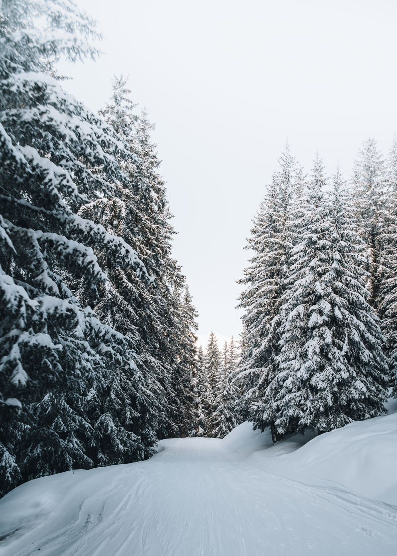 雪林景色