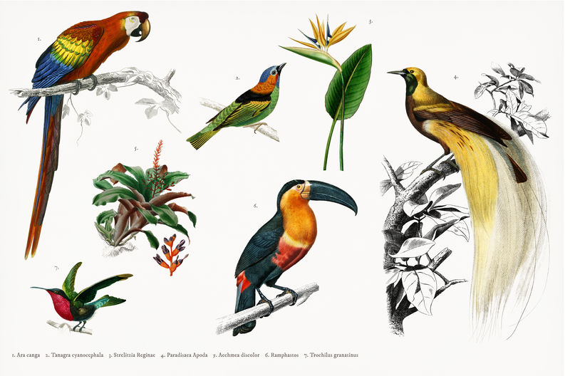 Different types of birds illustrated by卧龙