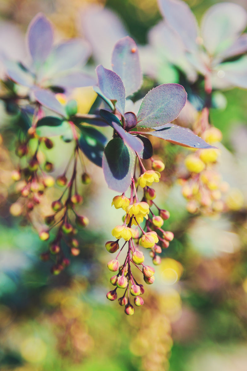 小檗花